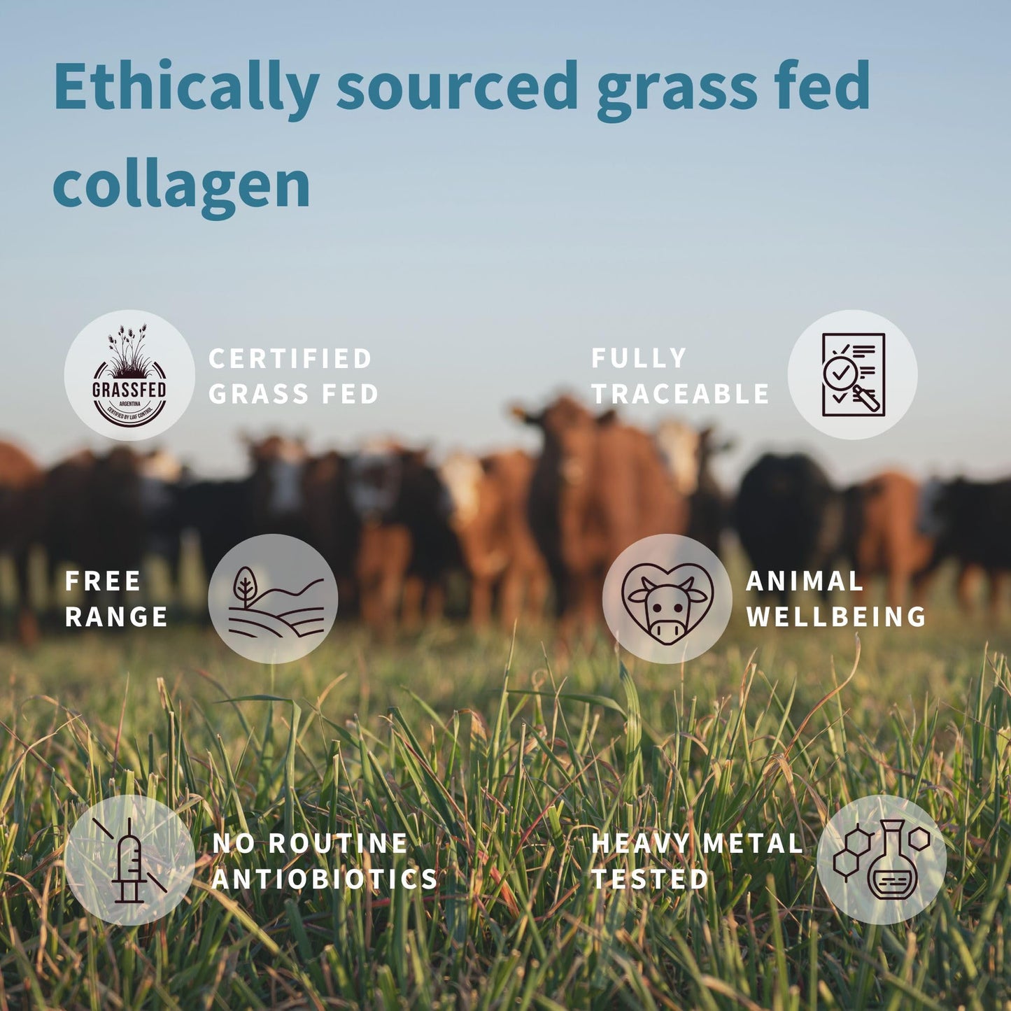 Advanced Hydrolysed Collagen Peptides, 100% Grass Fed & Ethically Sourced Igennus Healthcare NutritionBuy Supplements Australia