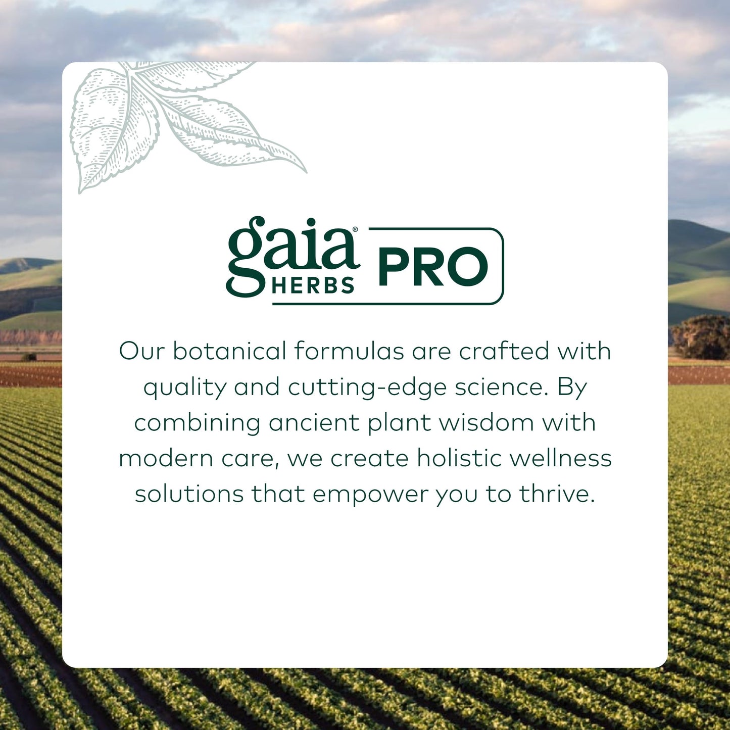 Gaia Herbs Pro Female Hormone Formula PM - Women's Health Supplement for Menopause & Sleep Support - Black Cohosh & St. John's Wort - Vegan, Soy-Free & Gluten-Free - 60 Liquid Phyto-Caps (30 Servings) Gaia Herbs PROBuy Supplements Australia
