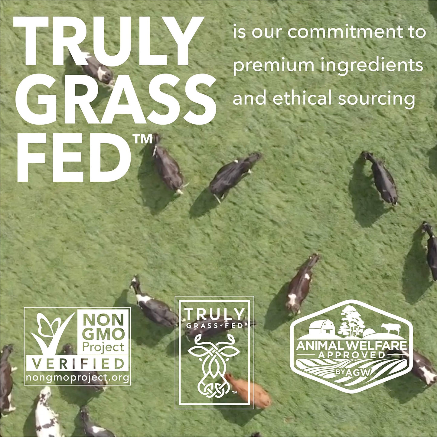 ICONIC Protein Powder, Chocolate Truffle - Sugar Free, Low Carb Protein Powder - Lactose Free, Gluten Free, Non-GMO - 20g Grass Fed Whey & Casein Protein - Keto Friendly, 1 lb. Pouch (17 Servings) ICONIC buy supplements Au